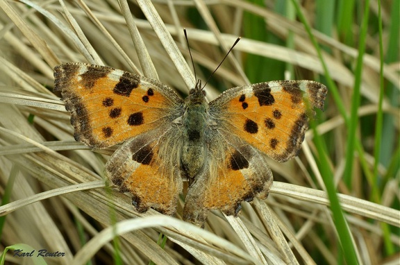 Großer Fuchs (Nymphalis polychloros)